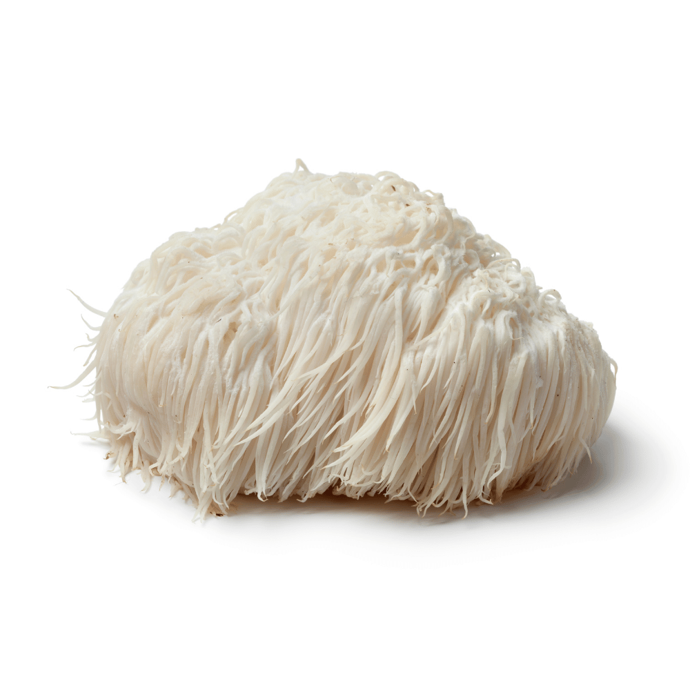 5 Best Lion's Mane Supplements You Can Find On The Market Today